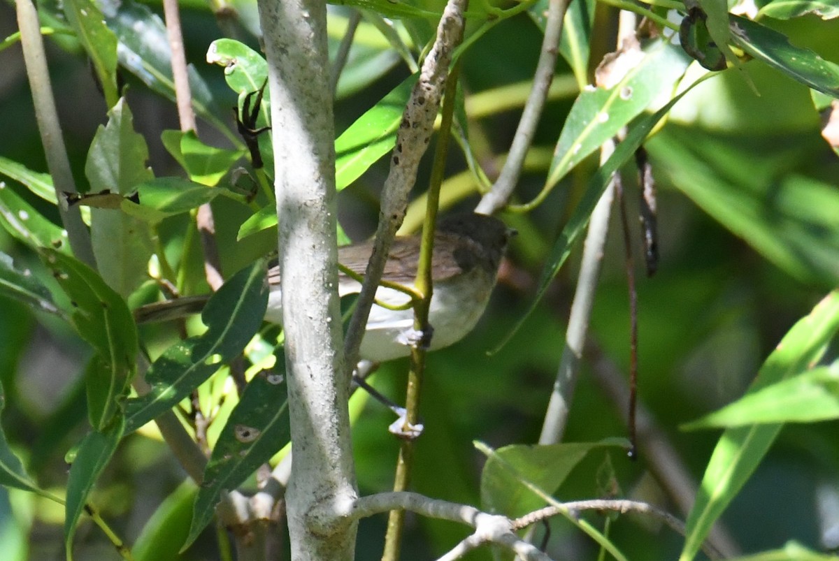 Mangrove Gerygone - ML623511021