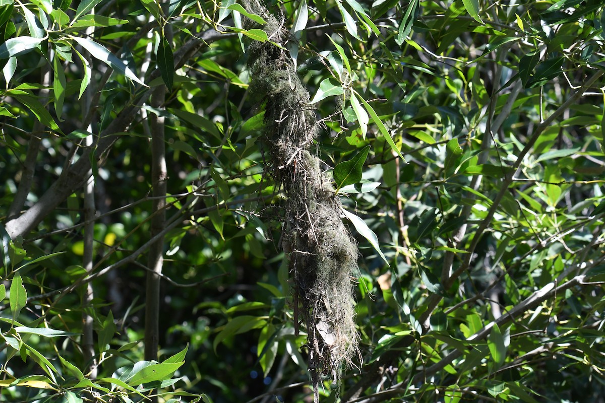 Mangrove Gerygone - Colin Dillingham