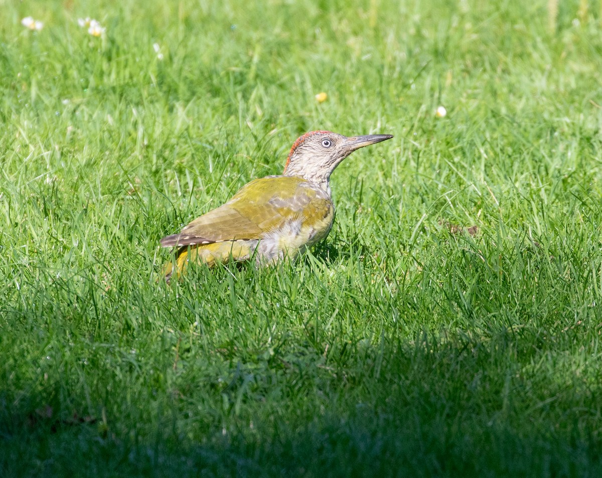 Eurasian Green Woodpecker - ML623511027