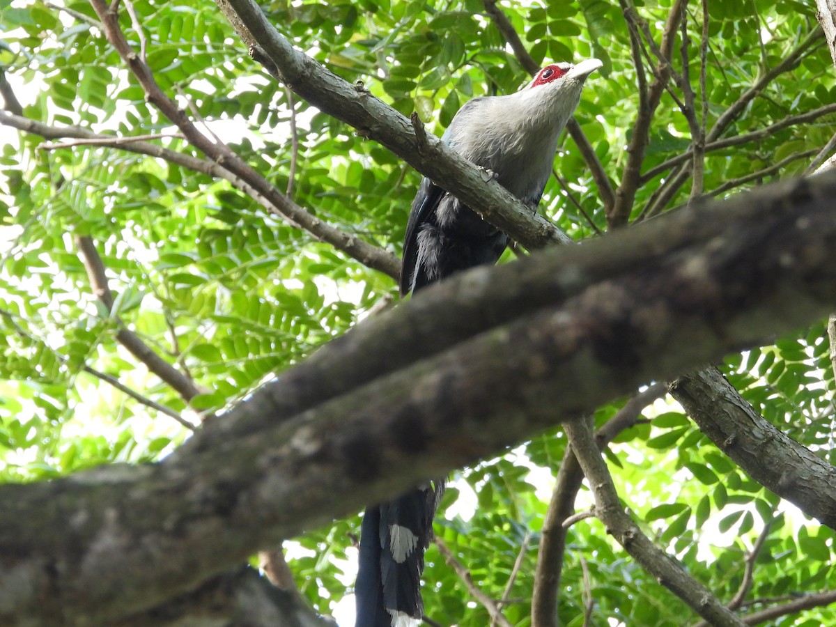 Green-billed Malkoha - ML623511051