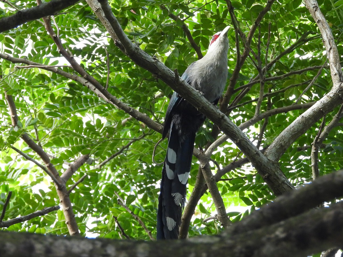 Green-billed Malkoha - ML623511052