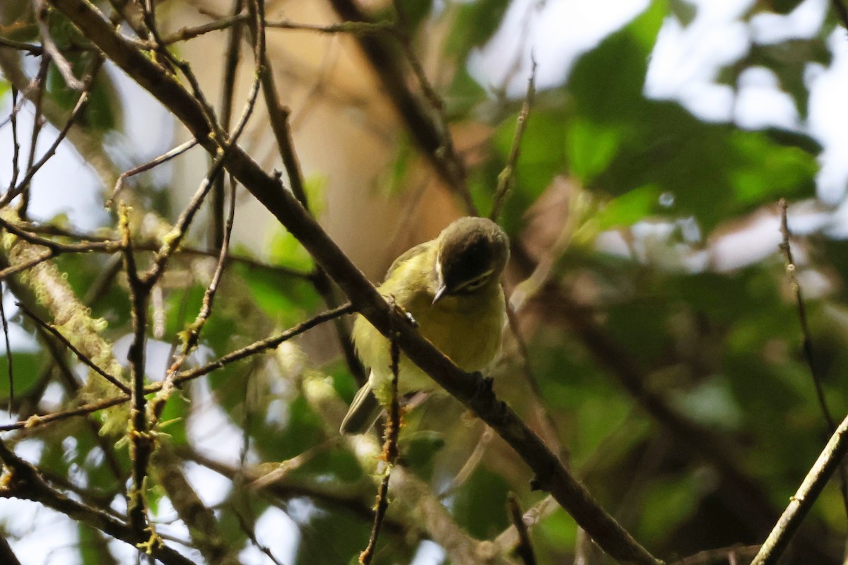 Yellow-winged Vireo - ML623511124