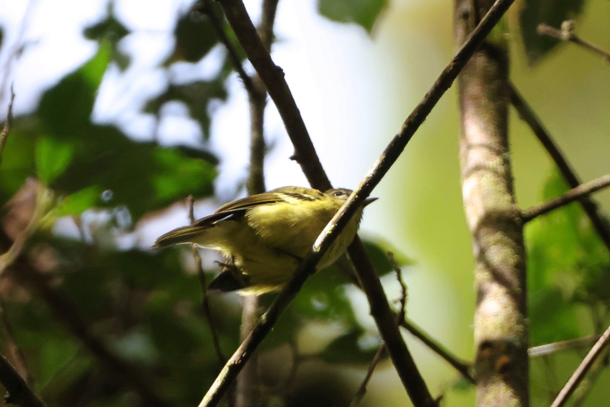 Yellow-winged Vireo - ML623511125