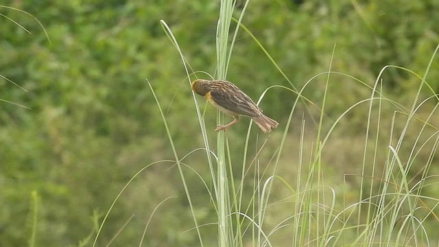 Baya Weaver - ML623511164