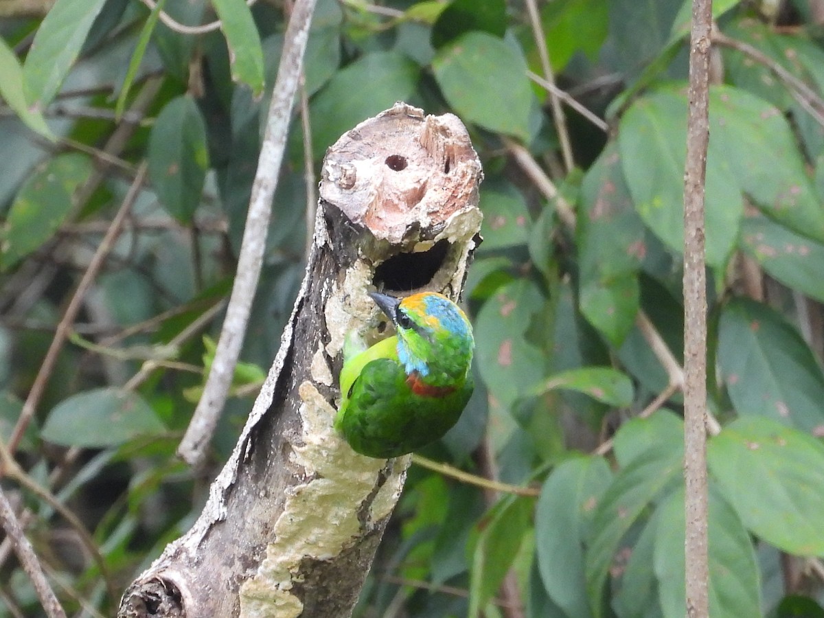 Yellow-crowned Barbet - ML623511184