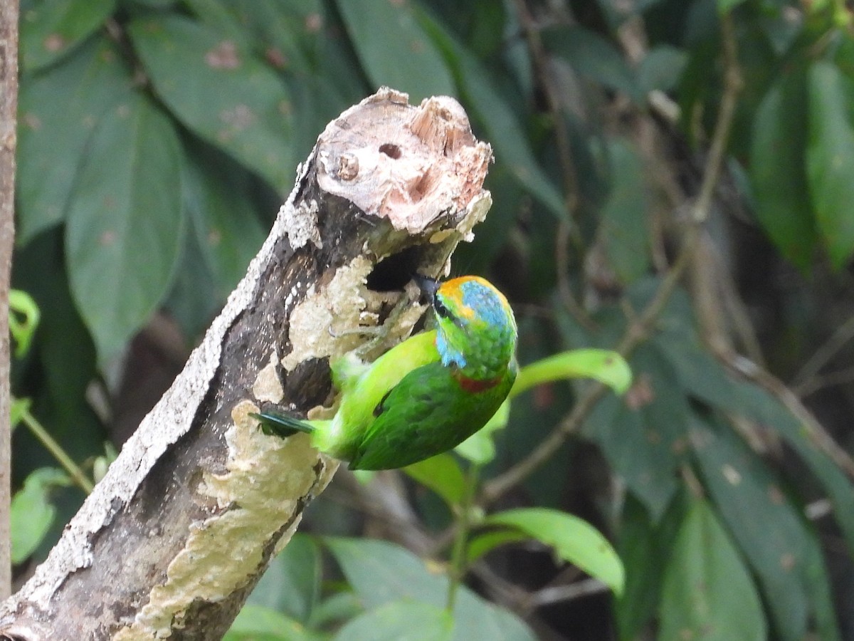 Yellow-crowned Barbet - ML623511185