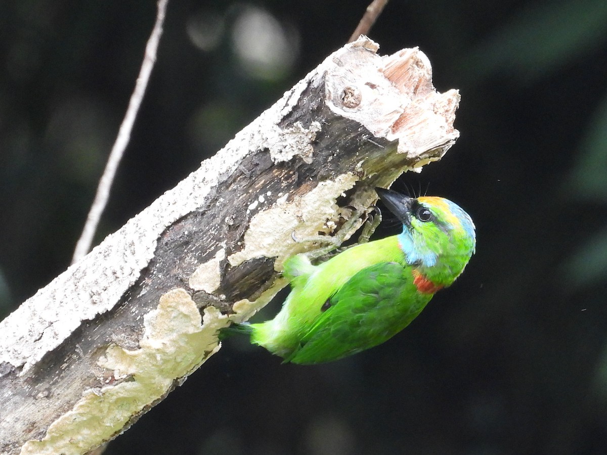 Yellow-crowned Barbet - ML623511186