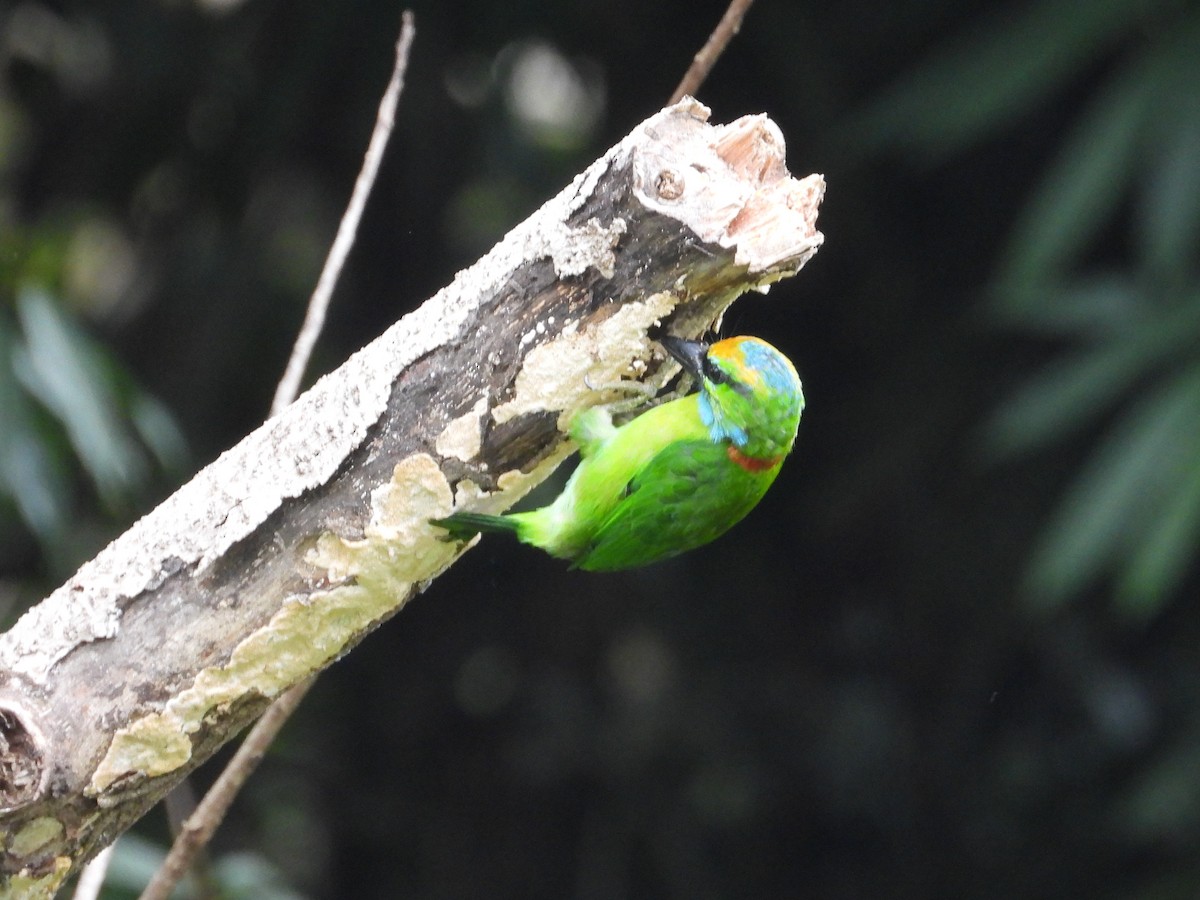 Yellow-crowned Barbet - ML623511187