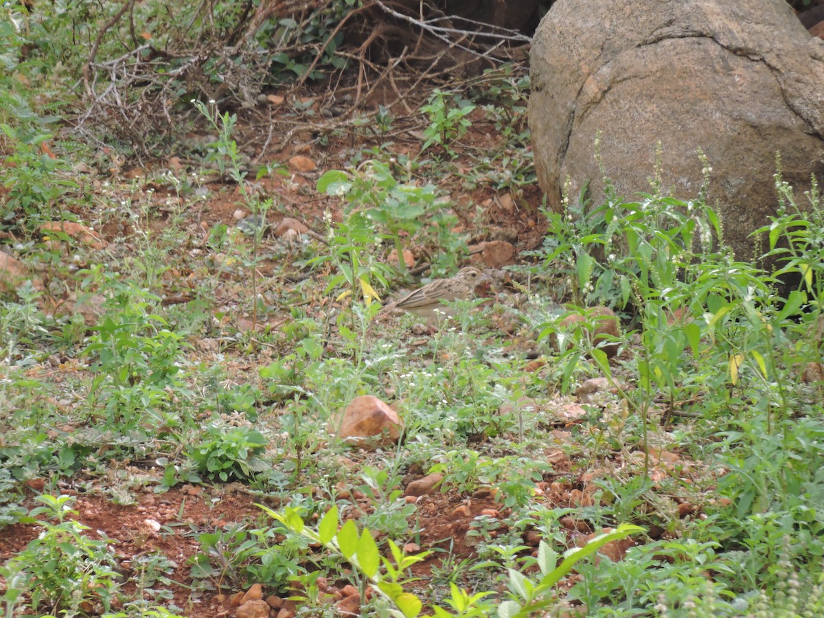 Jerdon's Bushlark - ML623511196