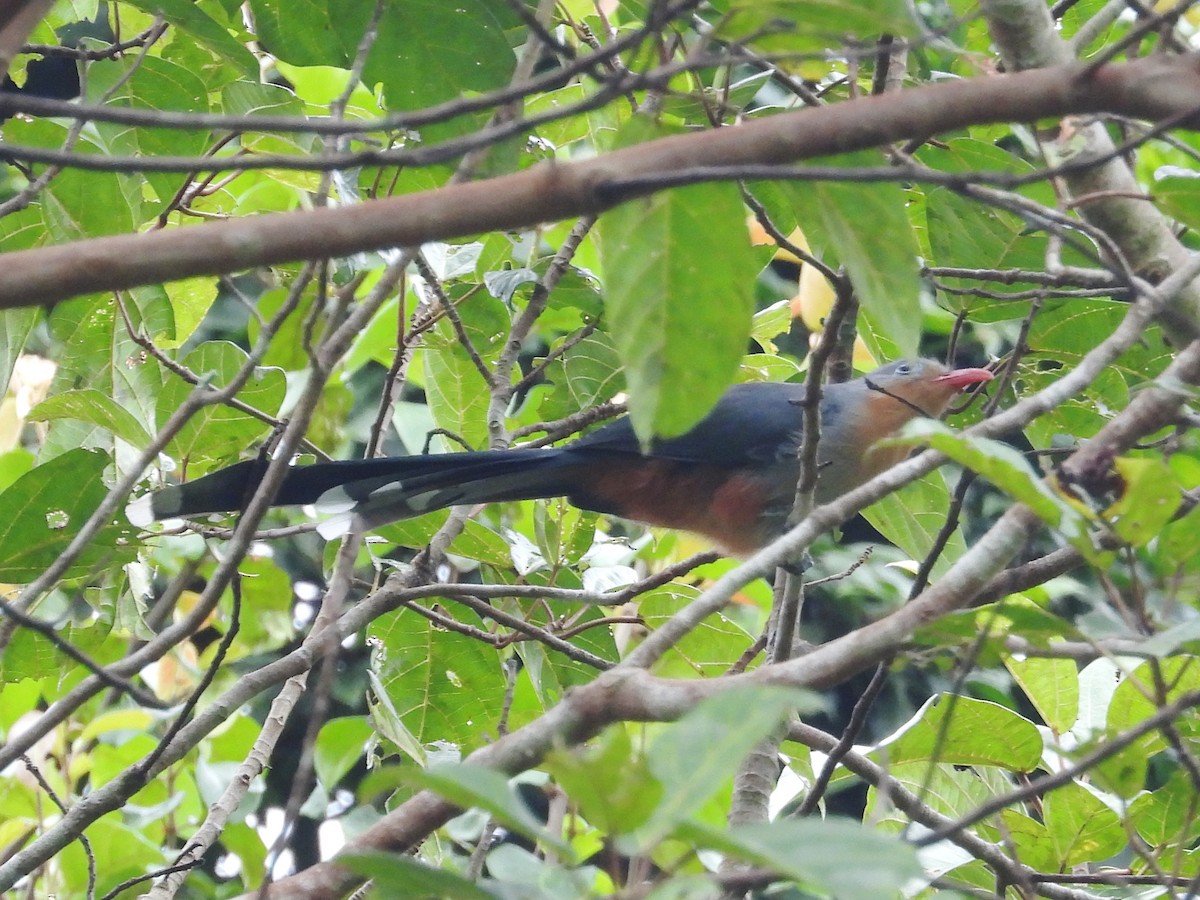 Red-billed Malkoha - ML623511229