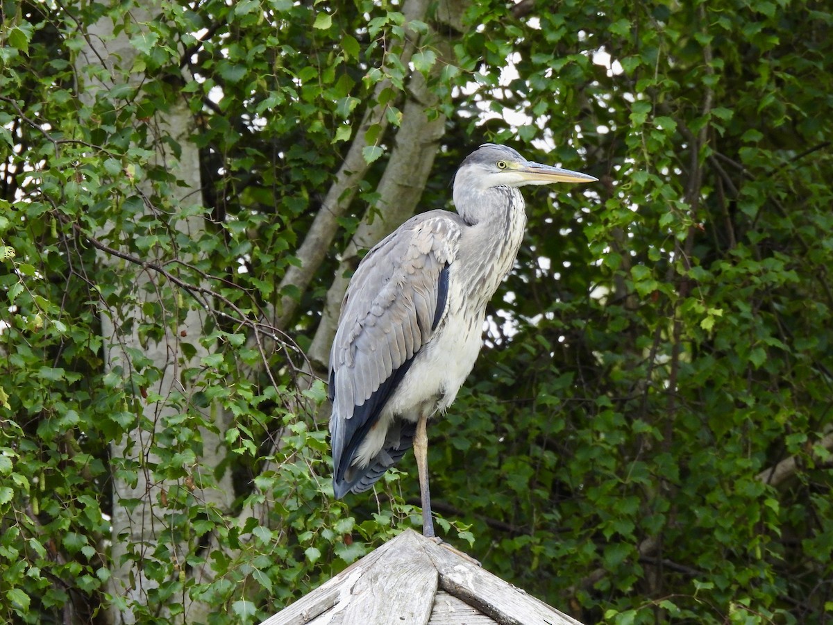 Gray Heron - Caroline Quinn