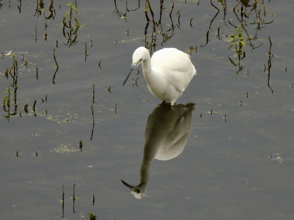 Little Egret - ML623511311