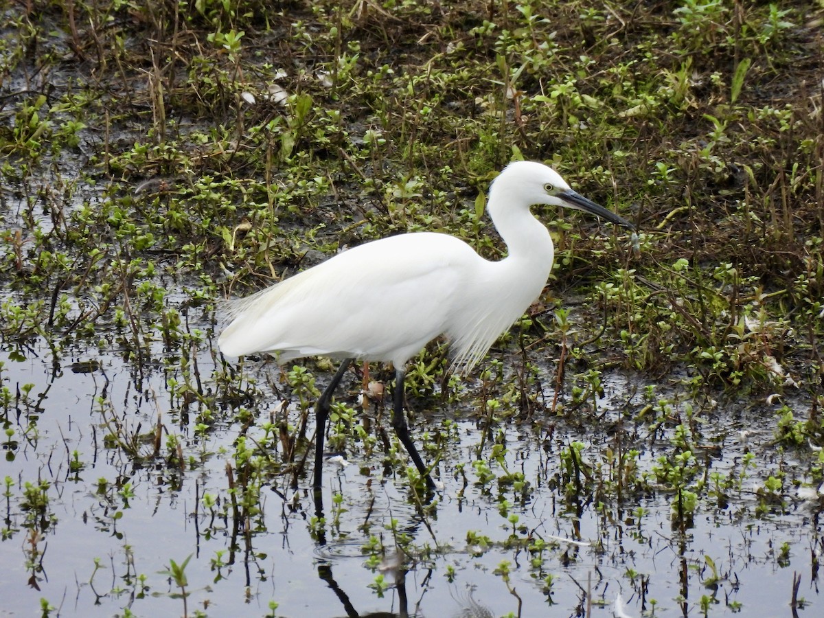 Little Egret - ML623511313