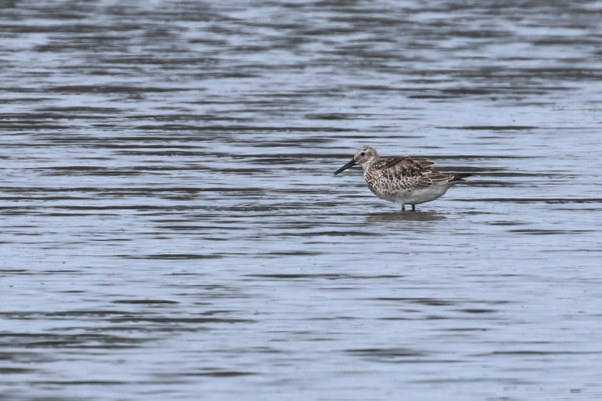 Great Knot - ML623511319