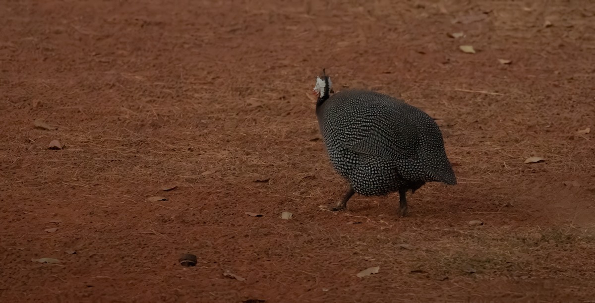 Helmeted Guineafowl (Domestic type) - ML623511325