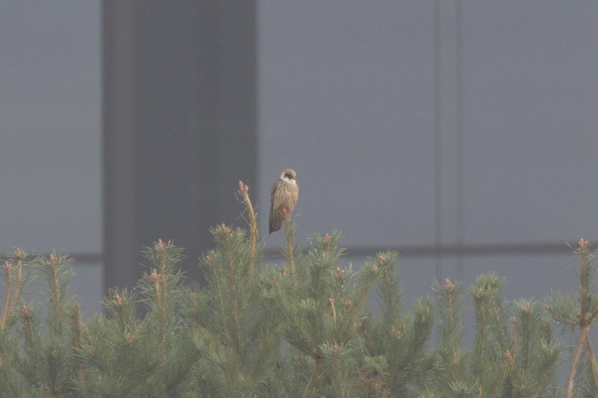 Red-footed Falcon - ML623511335
