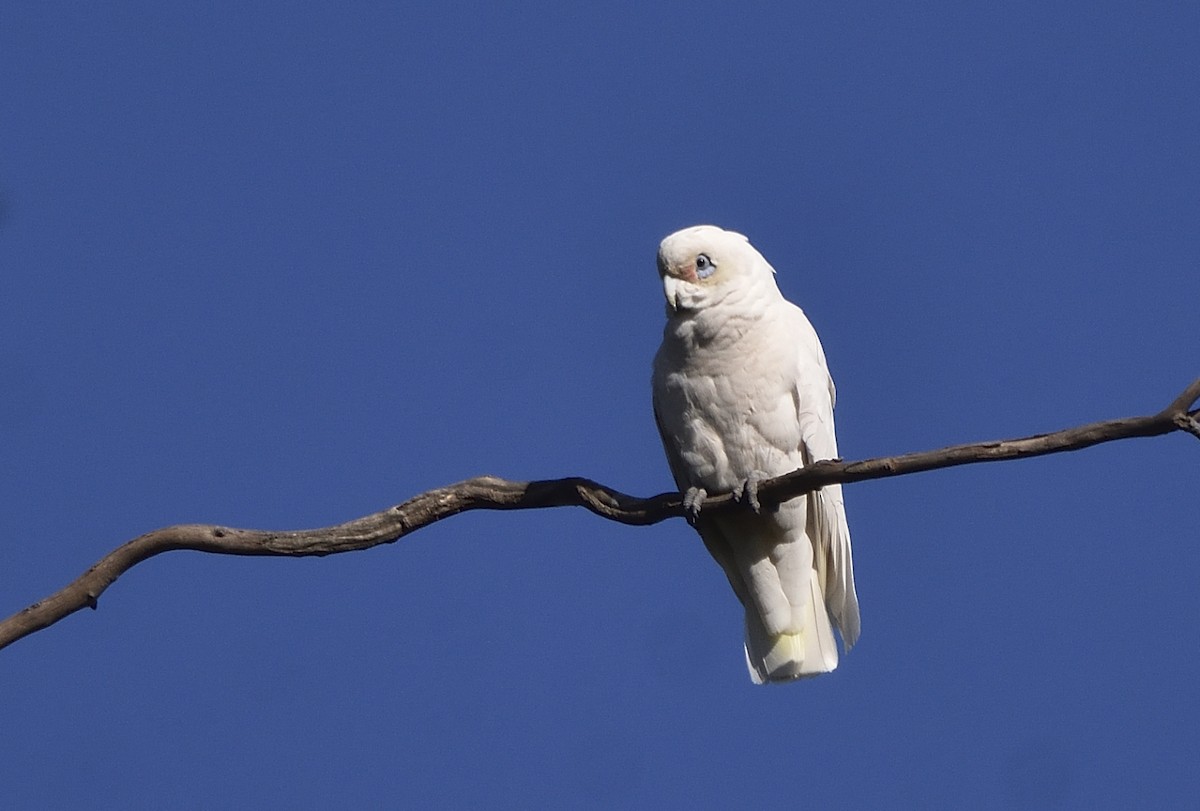 Little Corella - Anthony Katon