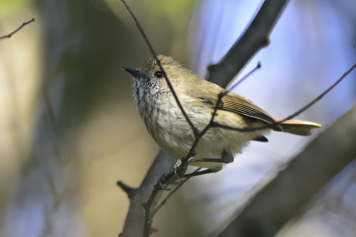 Brown Thornbill - ML623511356