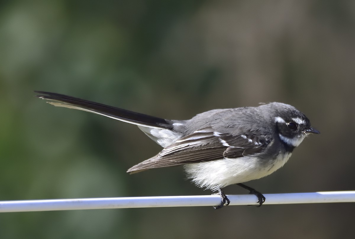 Gray Fantail (alisteri) - ML623511359