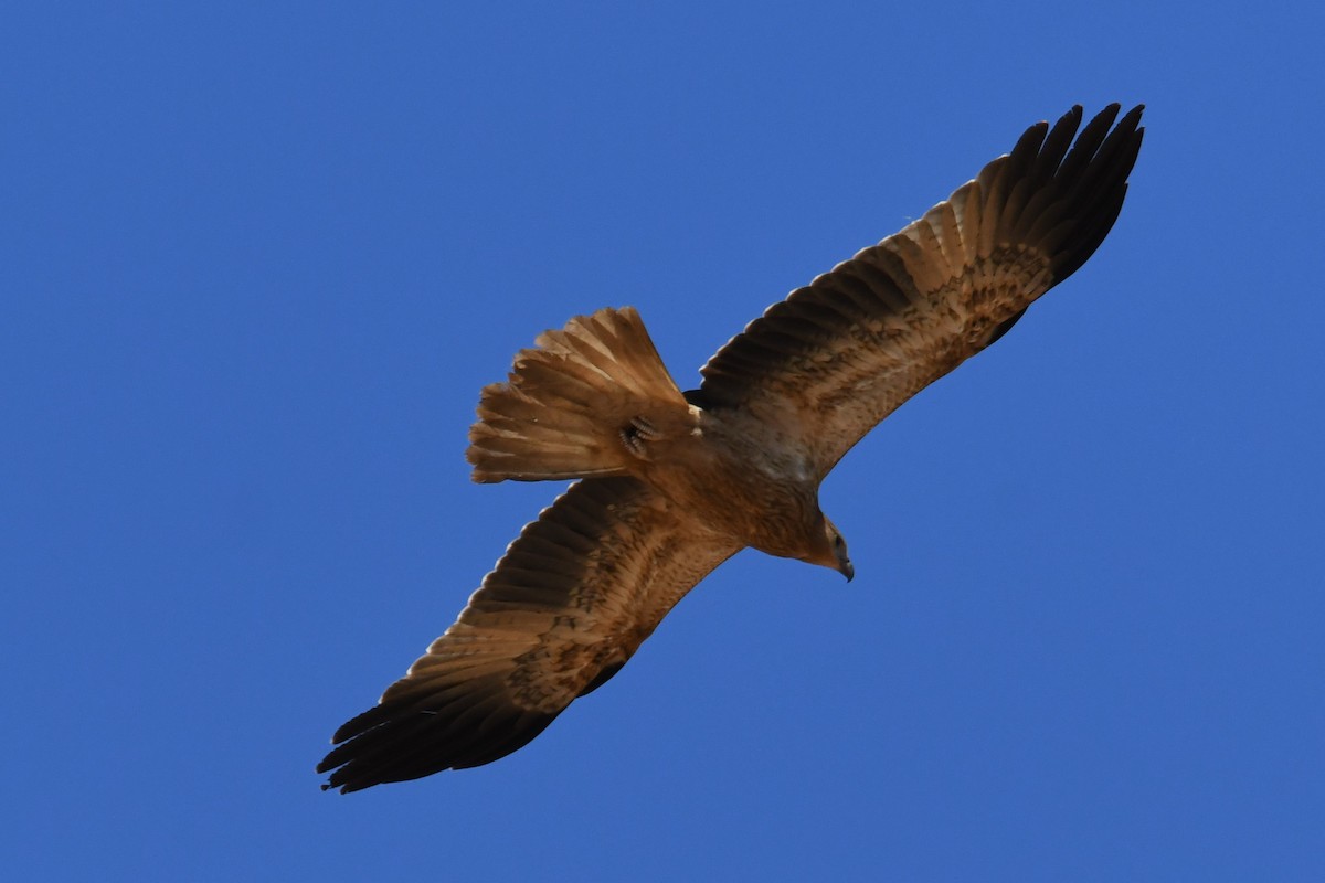 Whistling Kite - ML623511361