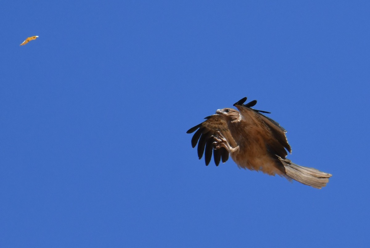 Whistling Kite - ML623511362