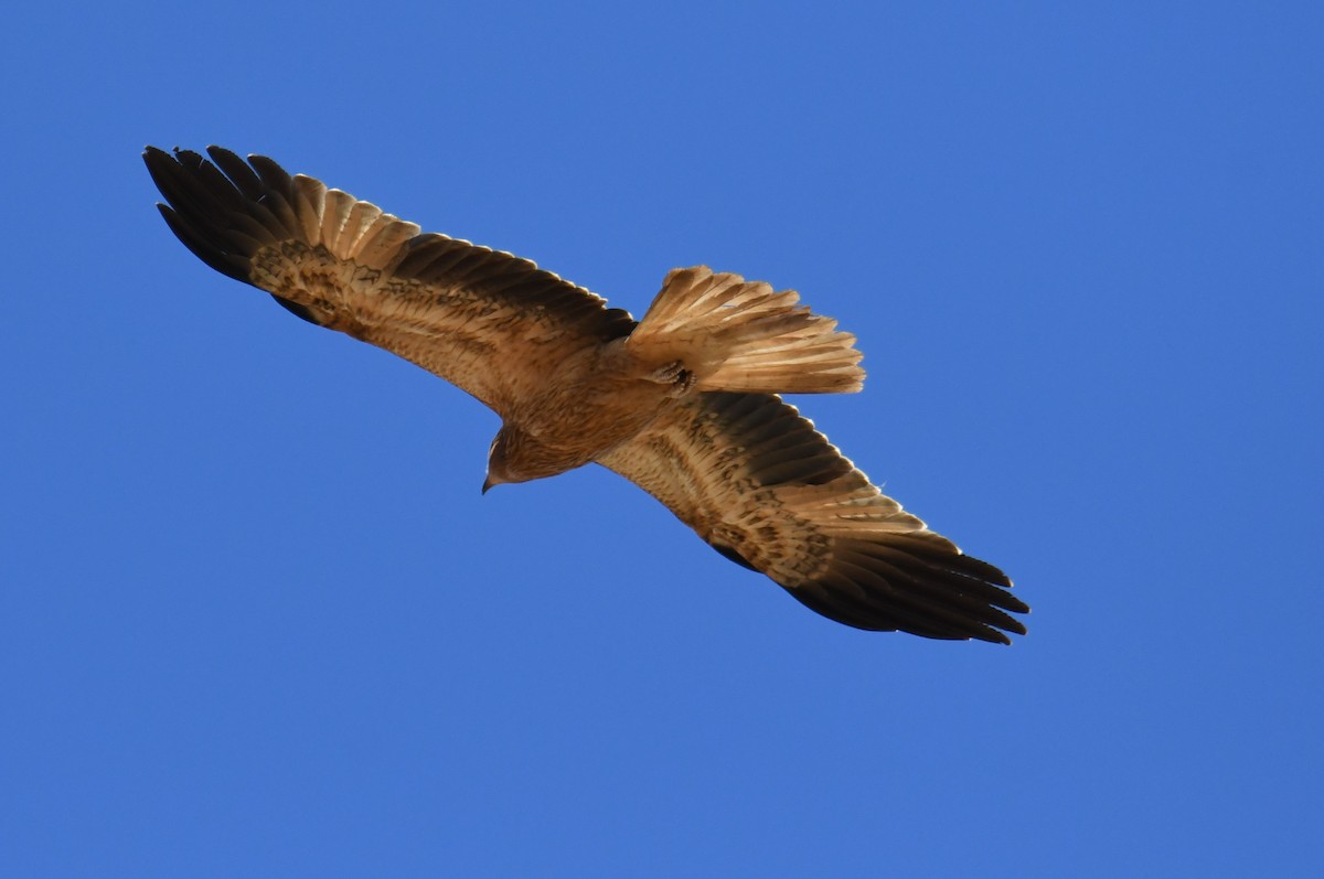 Whistling Kite - ML623511363