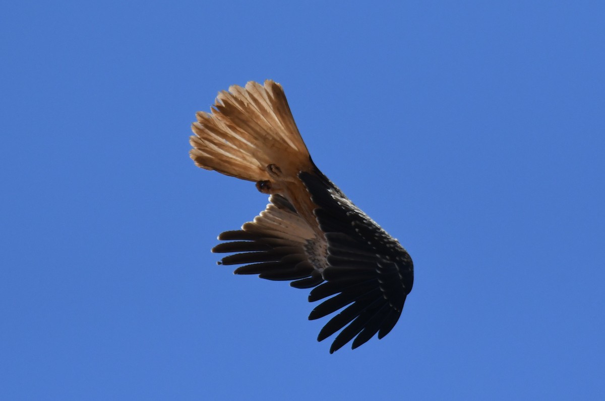 Whistling Kite - ML623511364