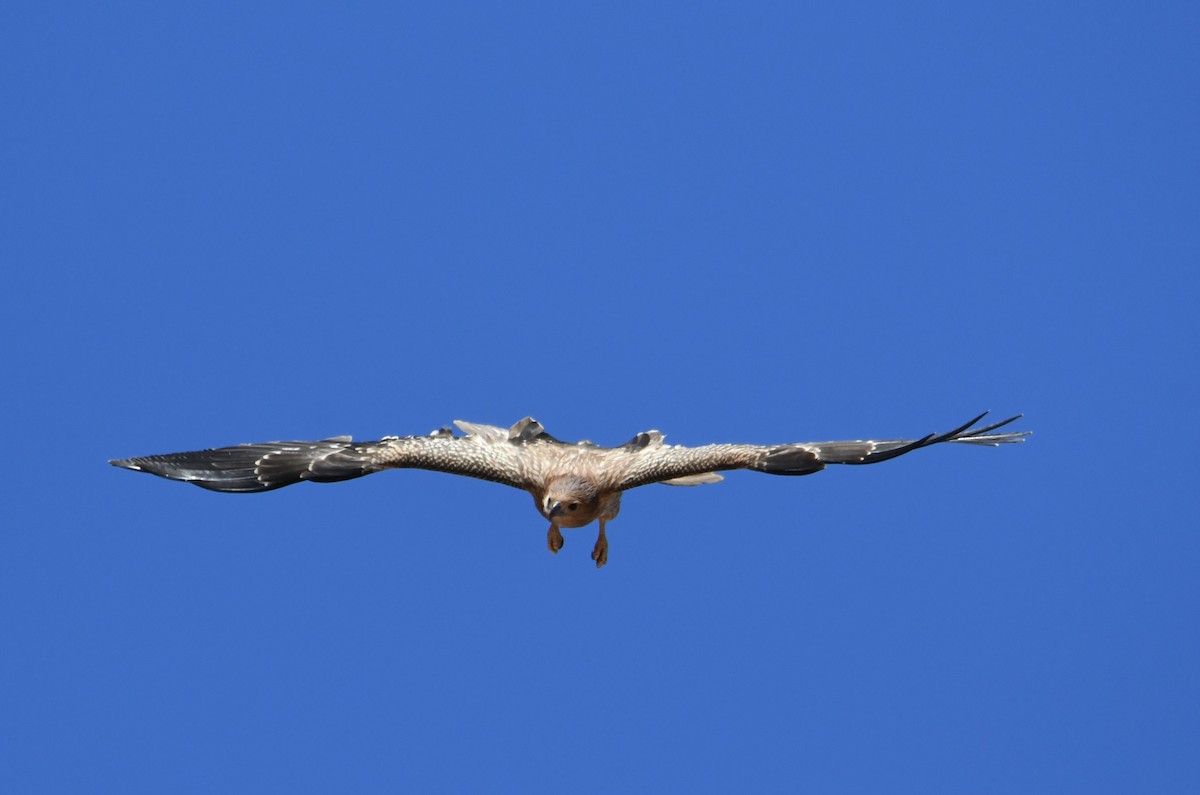 Whistling Kite - ML623511365