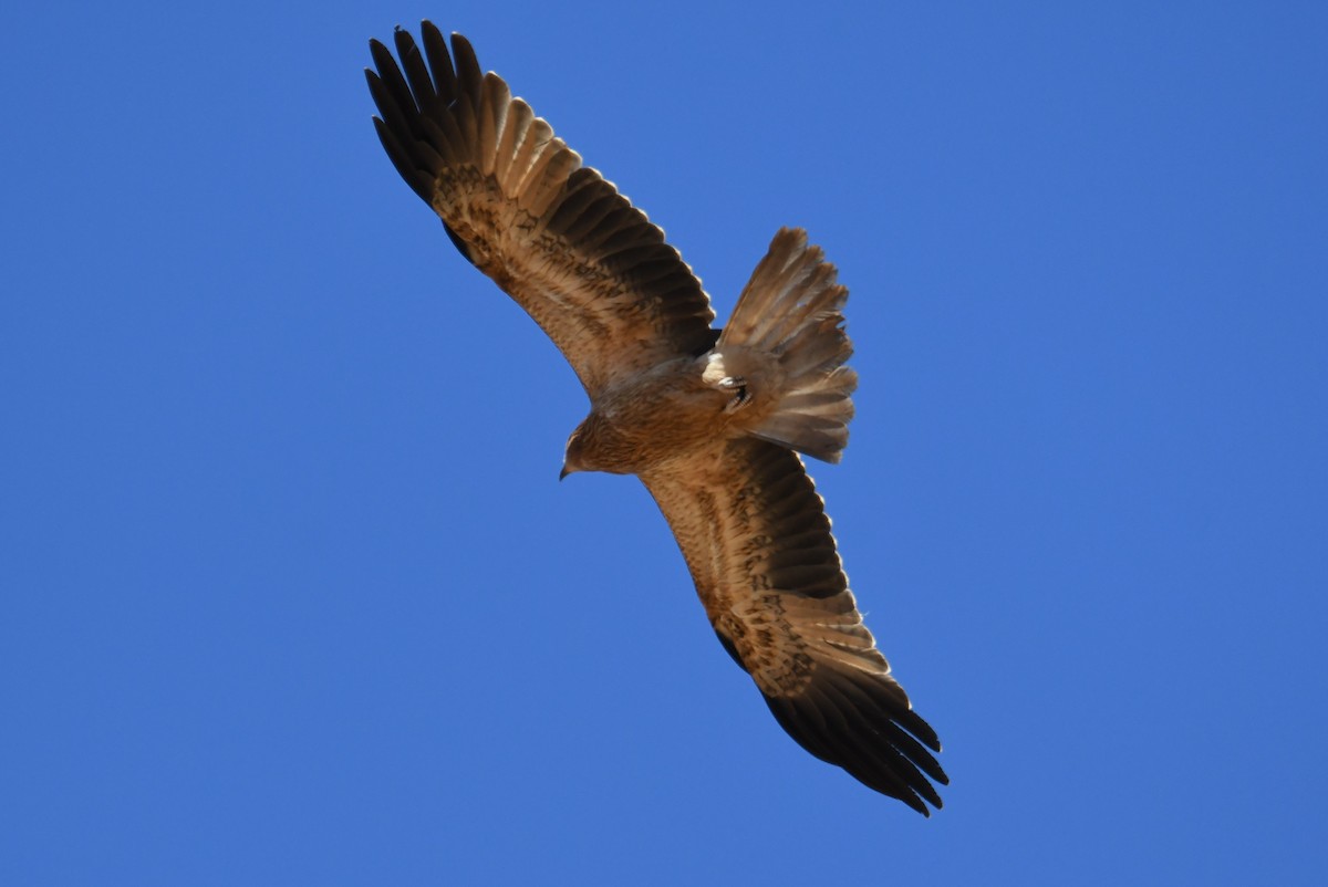 Whistling Kite - ML623511366