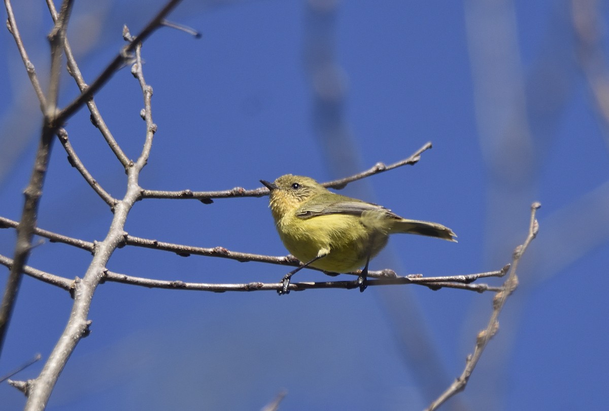 Yellow Thornbill - ML623511367