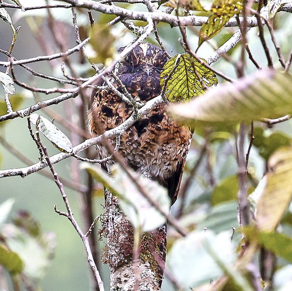 Andean Potoo - ML623511372