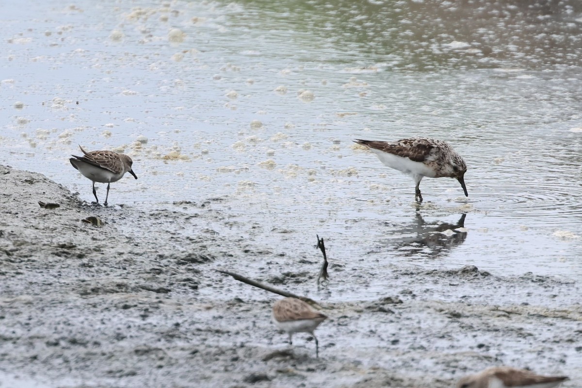 Sanderling - ML623511376