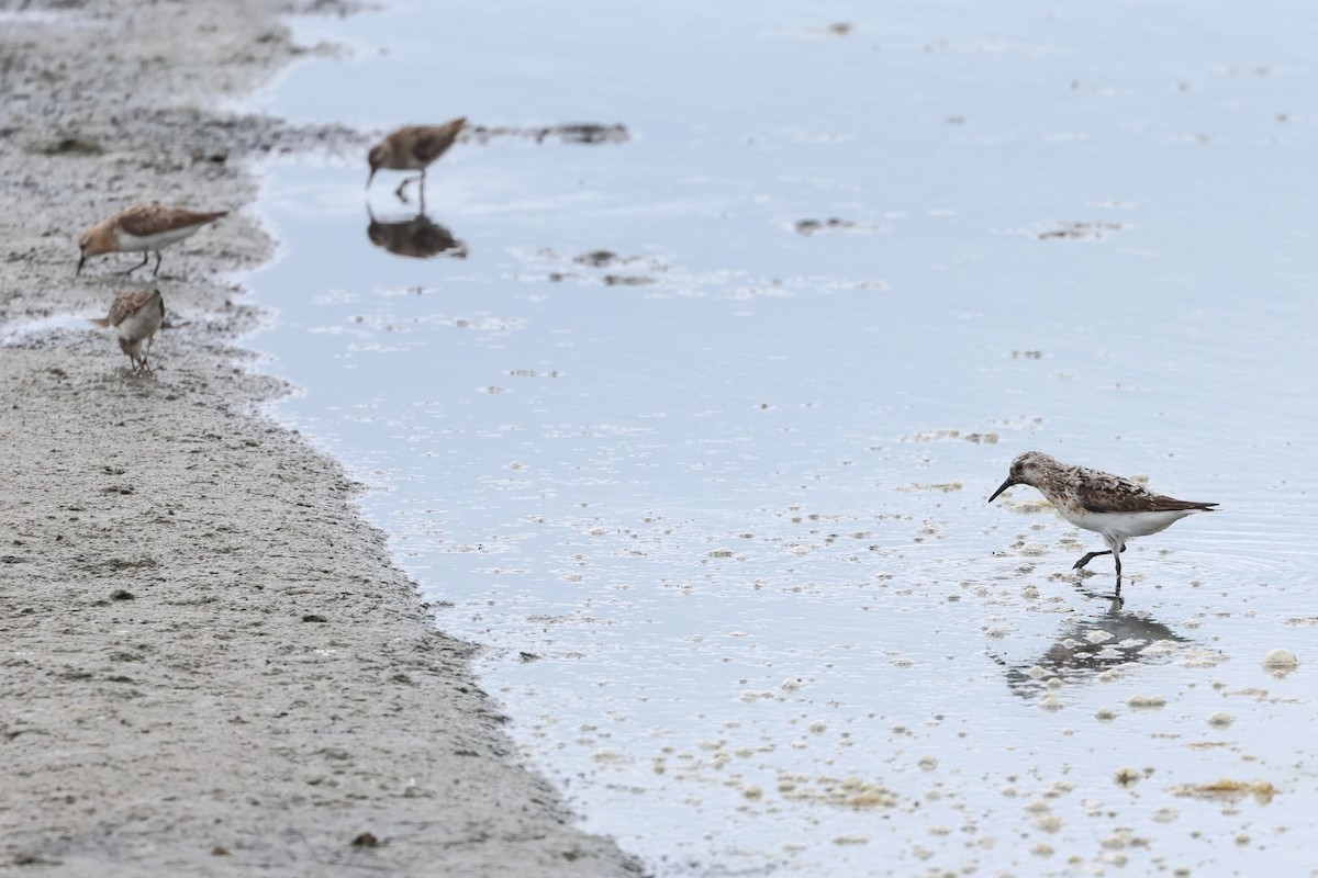 Sanderling - ML623511377
