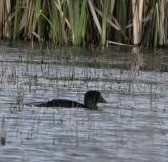 Musk Duck - ML623511384