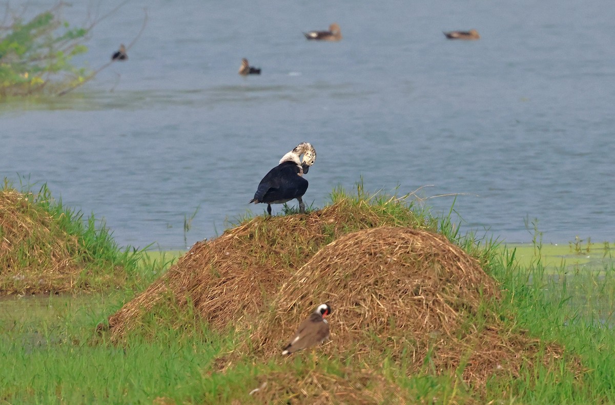 Knob-billed Duck - ML623511394