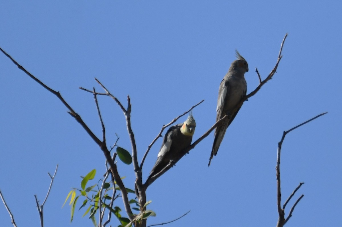 Cockatiel - ML623511401