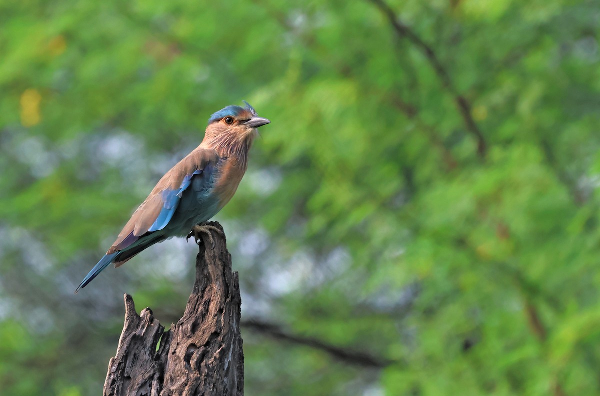 Indian Roller - ML623511405