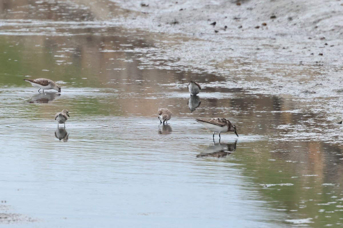 Sanderling - ML623511407