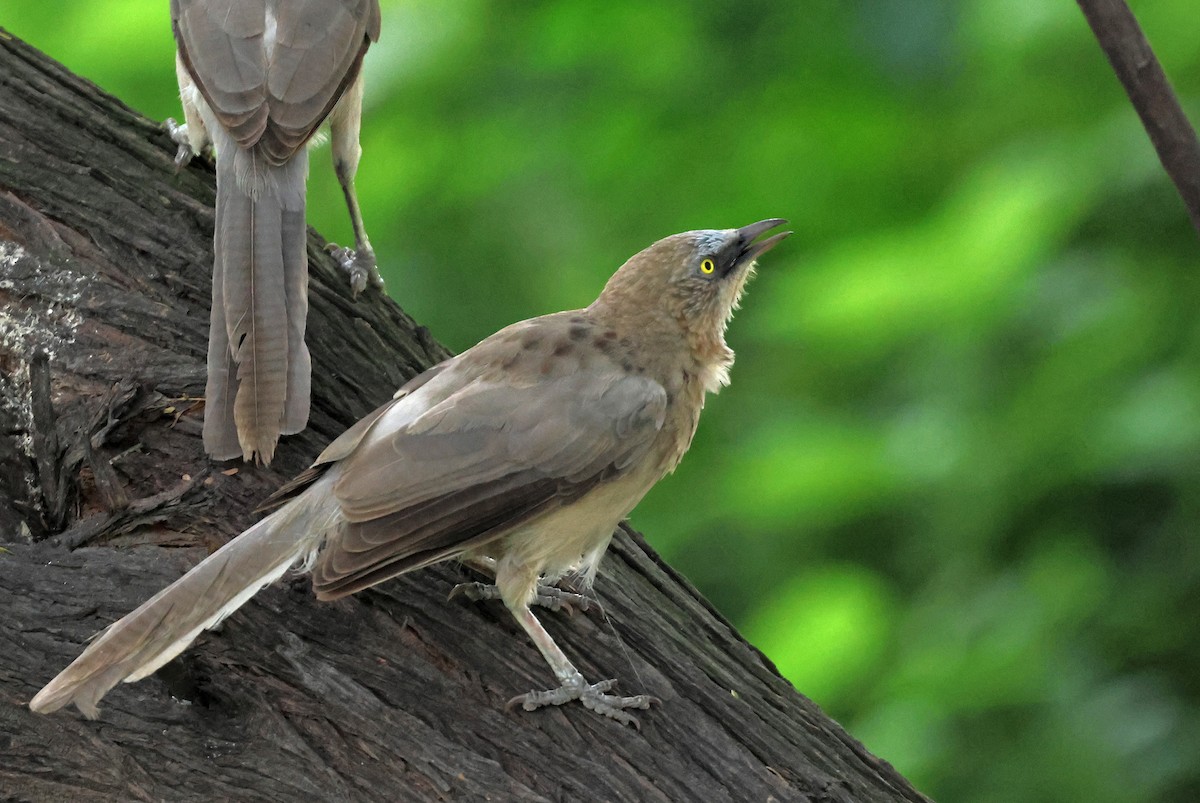 Large Gray Babbler - ML623511435