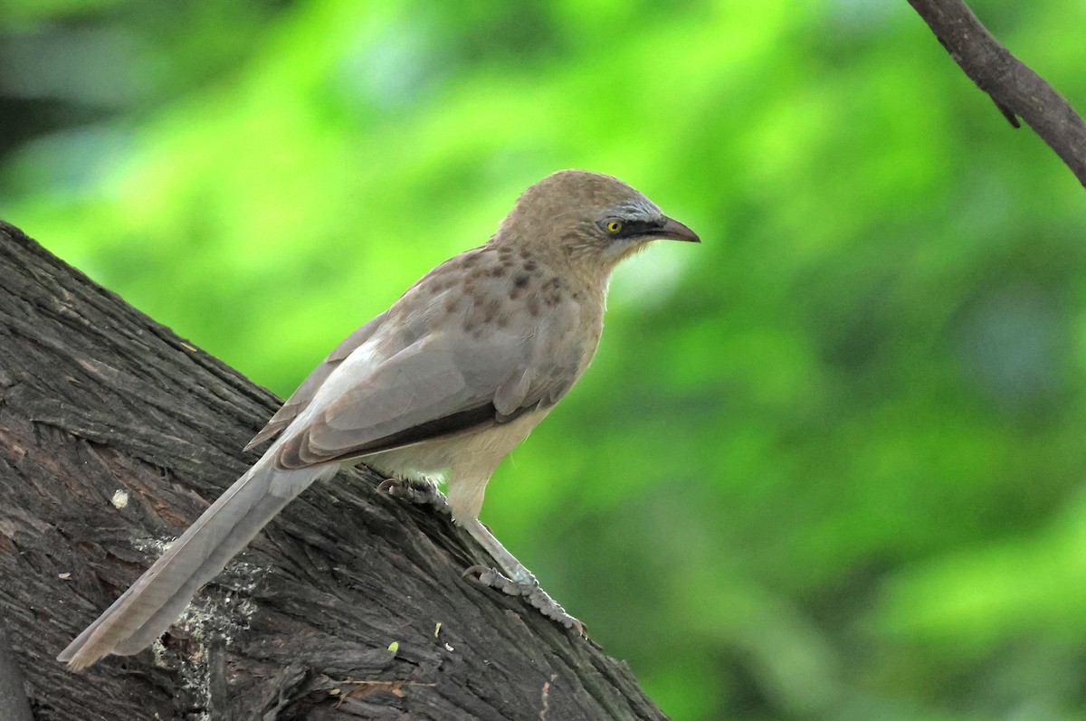 Large Gray Babbler - ML623511437