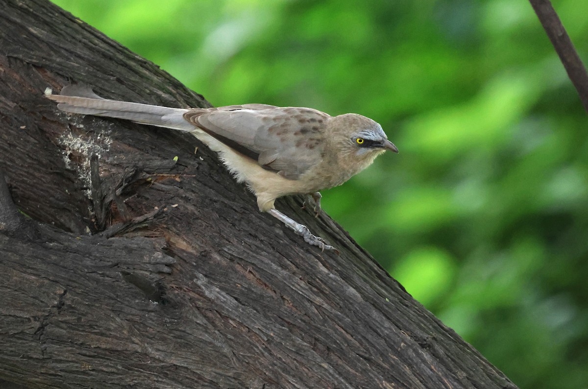 Large Gray Babbler - ML623511438