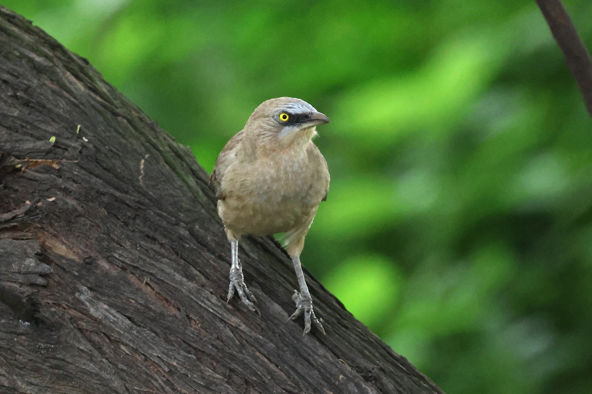 Large Gray Babbler - ML623511439