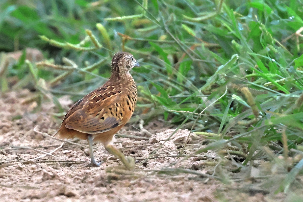 Barred Buttonquail - ML623511456