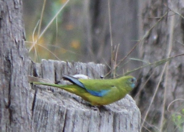 Turquoise Parrot - ML623511457