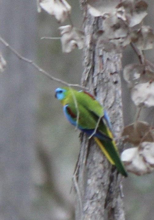 Turquoise Parrot - ML623511458