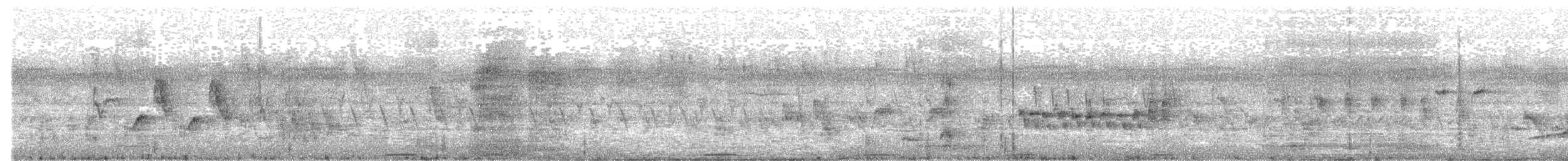 Freckled Duck - ML623511510