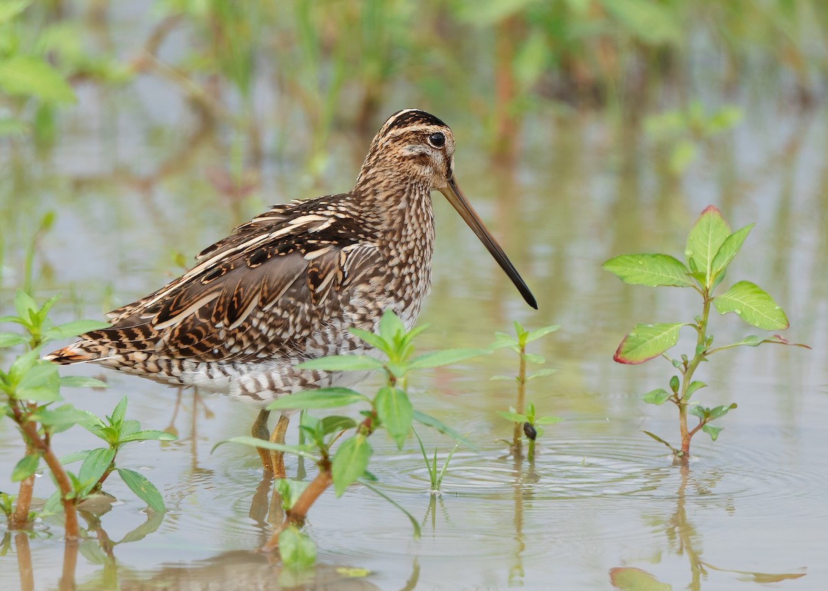 Common Snipe - ML623511521