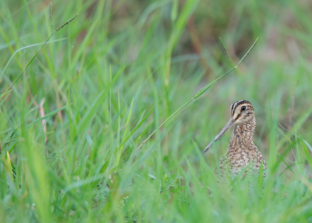 Pin-tailed Snipe - ML623511528