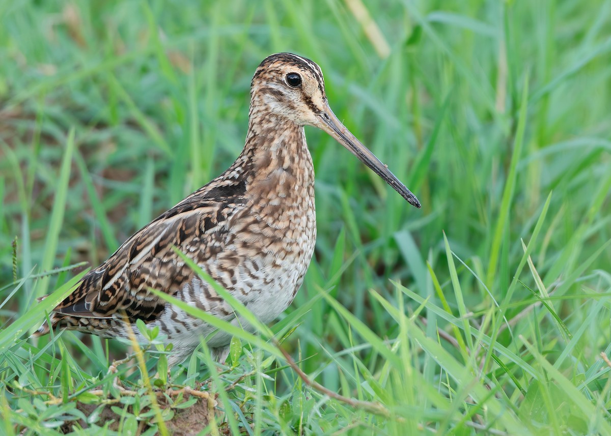 Pin-tailed Snipe - ML623511529