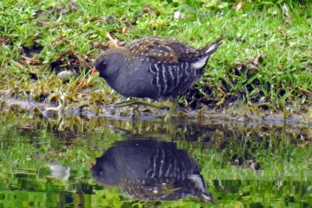 Australian Crake - ML623511532